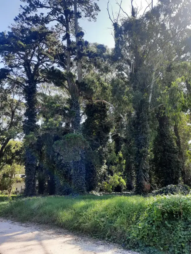 Terreno en venta en Bosque Peralta Ramos