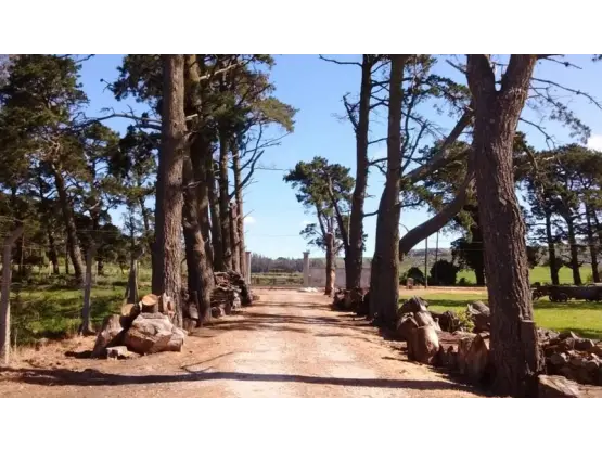 Terreno en venta en LA GLORIA DE LA PEREGRINA