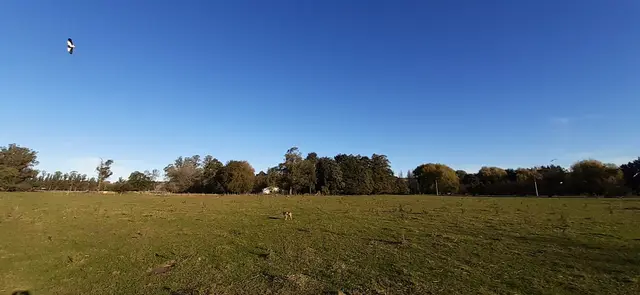 Terreno en venta en LA GLORIA DE LA PEREGRINA
