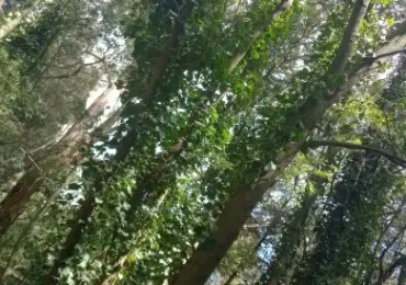 Terreno en venta en LOS TILOS